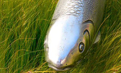 短信轰炸机网页版在线